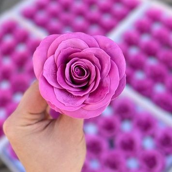 Роза чайная фуксия