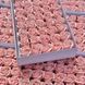 Роза стандартная КР персиковая