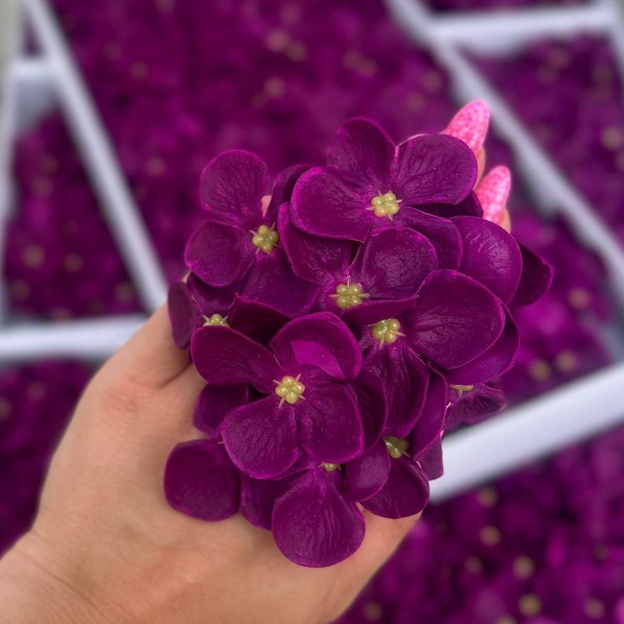 Гортензія баклажанова Lux